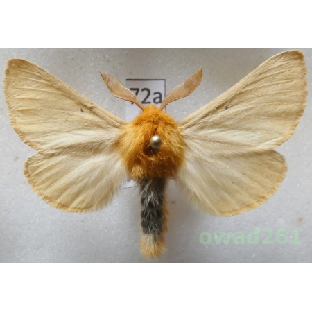 Lemonia taraxaci (Denis & Schiffermüller, 1775) male Czech72a